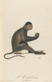 The Mangabey - Jean-Baptiste Audebert — artwork view