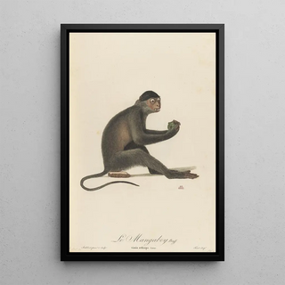 JeanBaptiste Audebert - Le Mangabey.webp
