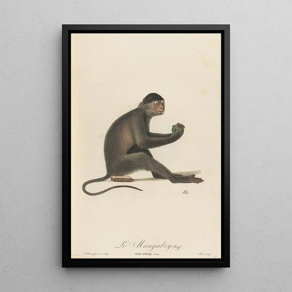 The Mangabey - Jean-Baptiste Audebert — framed artwork on a wall