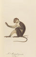 Le Mangabey varié a - Jean-Baptiste Audebert — artwork view