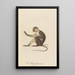 Le Mangabey varié a - Jean-Baptiste Audebert — framed artwork on a wall