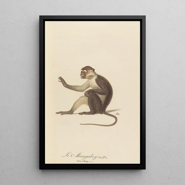 Le Mangabey varié a - Jean-Baptiste Audebert — framed artwork on a wall