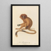 Le Marikina - Jean-Baptiste Audebert — framed artwork on a wall