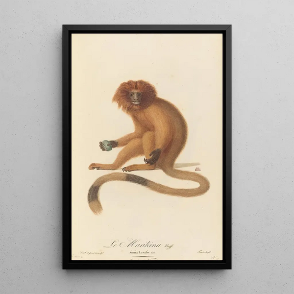 Le Marikina - Jean-Baptiste Audebert — framed artwork on a wall