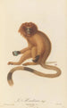Le Marikina - Jean-Baptiste Audebert — artwork view