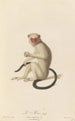 Le Mico - Jean-Baptiste Audebert — artwork view
