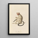 Le Mico - Jean-Baptiste Audebert — framed artwork on a wall