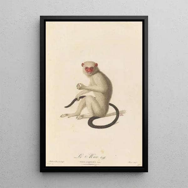 Le Mico - Jean-Baptiste Audebert — framed artwork on a wall