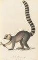Le Mococo - Jean-Baptiste Audebert — artwork view
