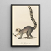 Le Mococo - Jean-Baptiste Audebert — framed artwork on a wall