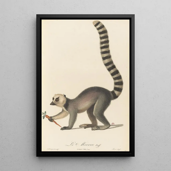 Le Mococo - Jean-Baptiste Audebert — framed artwork on a wall