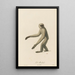 The Moloch - Jean-Baptiste Audebert — framed artwork on a wall