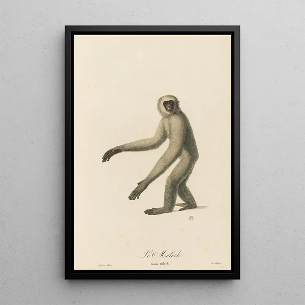 The Moloch - Jean-Baptiste Audebert — framed artwork on a wall