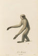 The Moloch - Jean-Baptiste Audebert — artwork view