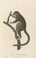 Le Mongous - Jean-Baptiste Audebert — artwork view
