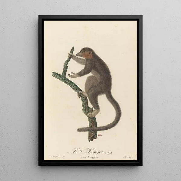 Le Mongous - Jean-Baptiste Audebert — framed artwork on a wall