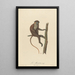 The Moustac - Jean-Baptiste Audebert — framed artwork on a wall