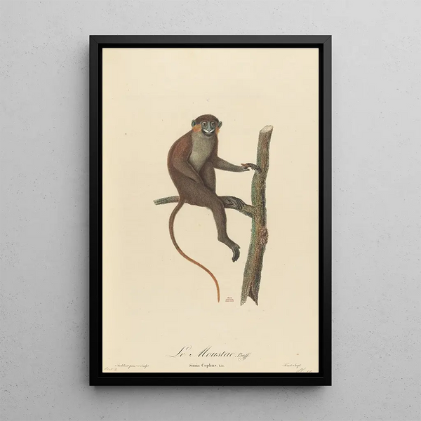 The Moustac - Jean-Baptiste Audebert — framed artwork on a wall