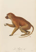 The Papion - Jean-Baptiste Audebert — artwork view