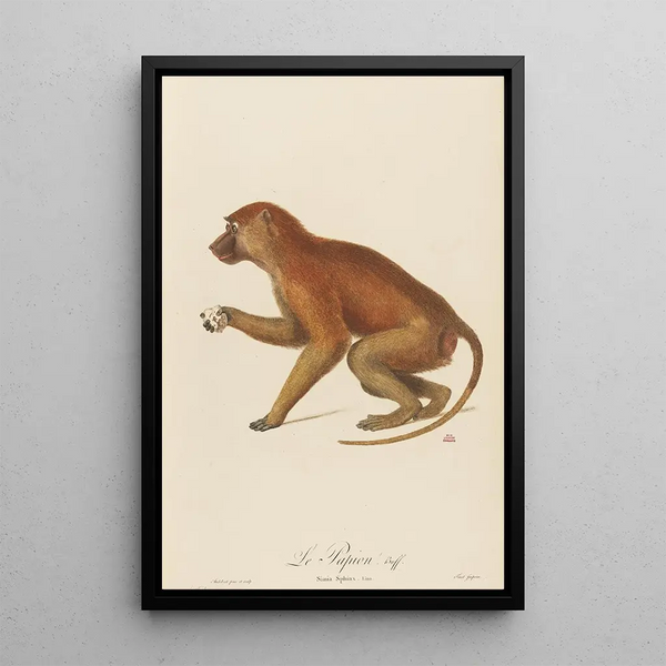 The Papion - Jean-Baptiste Audebert — framed artwork on a wall