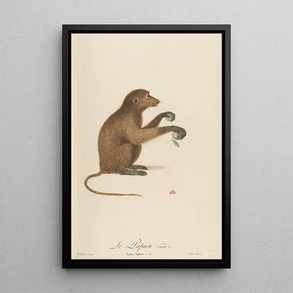 The Varied Butterfly B - Jean-Baptiste Audebert — framed artwork on a wall