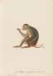 The Patas short tail - Jean-Baptiste Audebert — artwork view