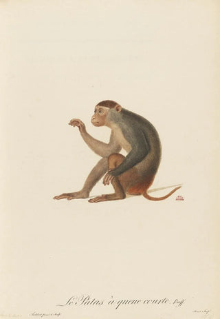 JeanBaptiste Audebert - Le Patas queue courte.webp