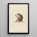 The Patas short tail - Jean-Baptiste Audebert — framed artwork on a wall