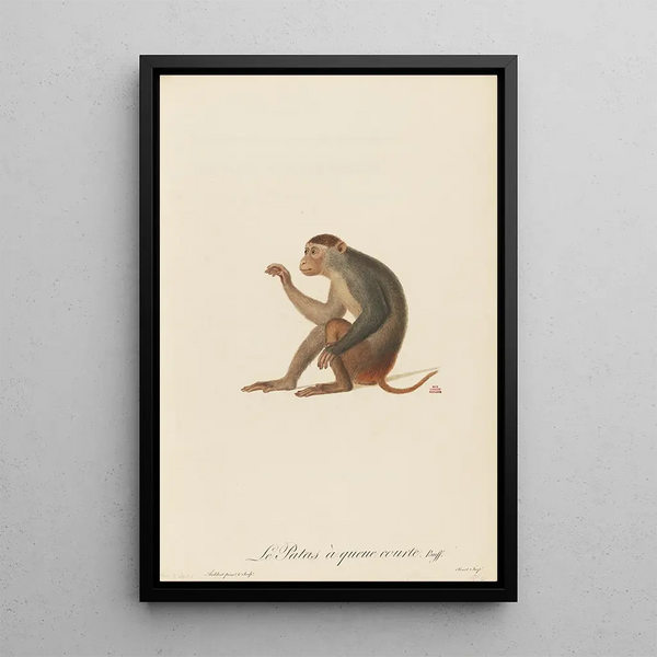 The Patas short tail - Jean-Baptiste Audebert — framed artwork on a wall