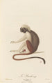 Le Pinché - Jean-Baptiste Audebert — artwork view