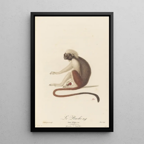 Le Pinché - Jean-Baptiste Audebert — framed artwork on a wall