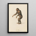 The Pongo - Jean-Baptiste Audebert — framed artwork on a wall