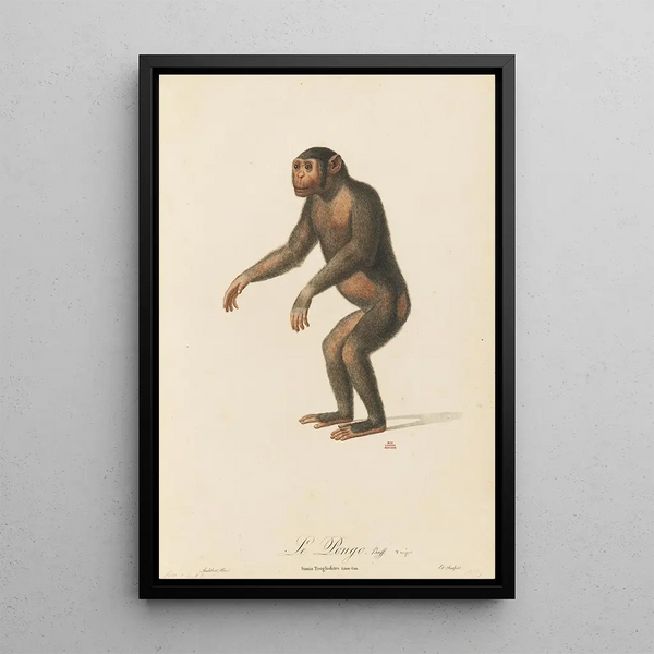 The Pongo - Jean-Baptiste Audebert — framed artwork on a wall