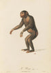 The Pongo - Jean-Baptiste Audebert — artwork view