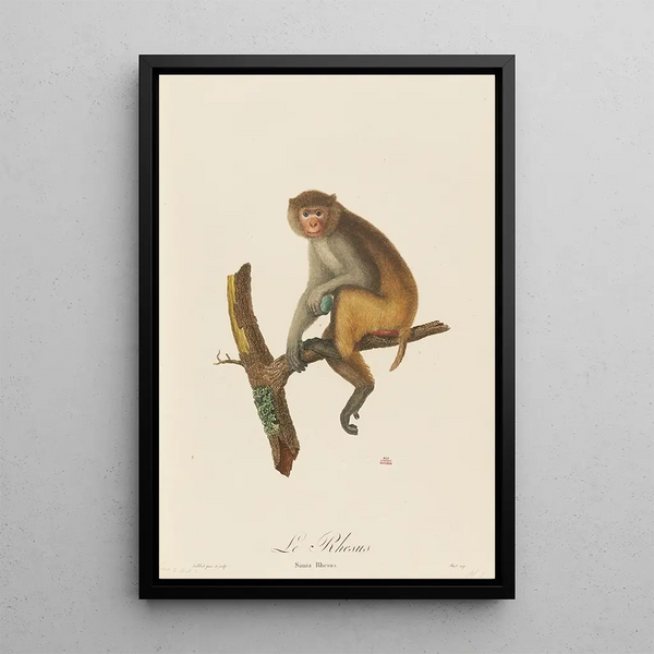 The Rhésus - Jean-Baptiste Audebert — framed artwork on a wall