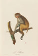 The Rhésus - Jean-Baptiste Audebert — artwork view