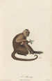 Le Saï - Jean-Baptiste Audebert — artwork view