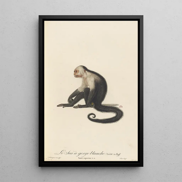 Le Saï à gorge blanche - Jean-Baptiste Audebert — framed artwork on a wall