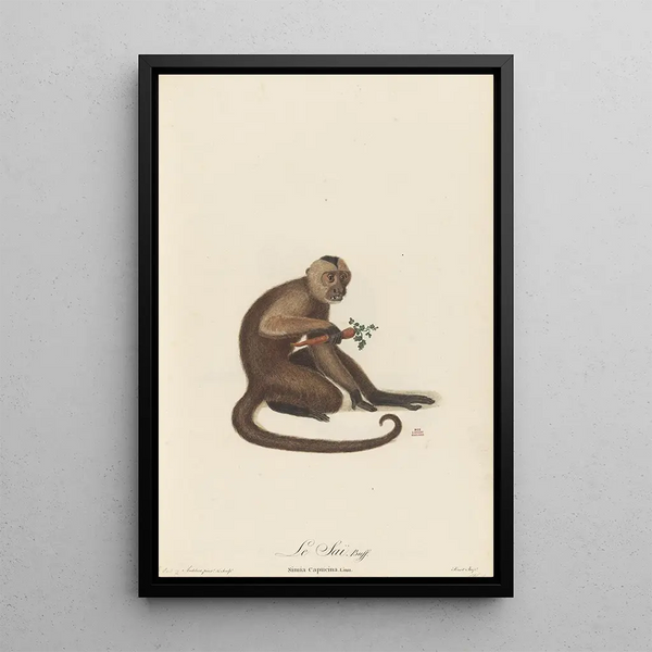 Le Saï - Jean-Baptiste Audebert — framed artwork on a wall