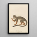 The Saïmiri - Jean-Baptiste Audebert — framed artwork on a wall