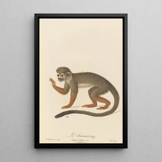 JeanBaptiste Audebert - Le Saimiri.webp