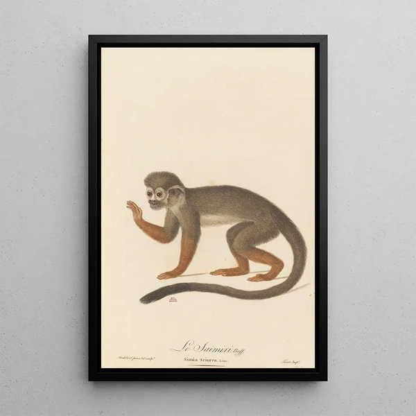 The Saïmiri - Jean-Baptiste Audebert — framed artwork on a wall