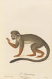 The Saïmiri - Jean-Baptiste Audebert — artwork view