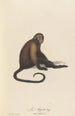 Le Sajou - Jean-Baptiste Audebert — artwork view