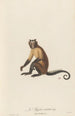 The Sajou horned - Jean-Baptiste Audebert — artwork view