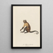 The Sajou horned - Jean-Baptiste Audebert — framed artwork on a wall