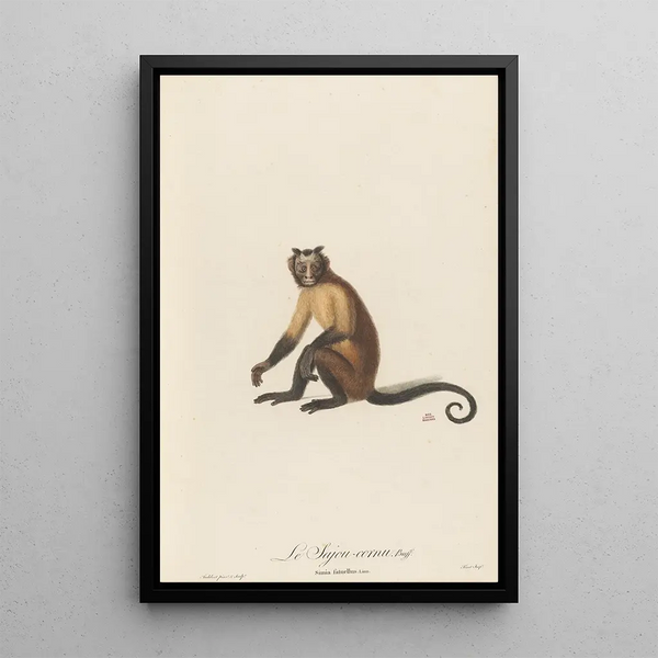 The Sajou horned - Jean-Baptiste Audebert — framed artwork on a wall