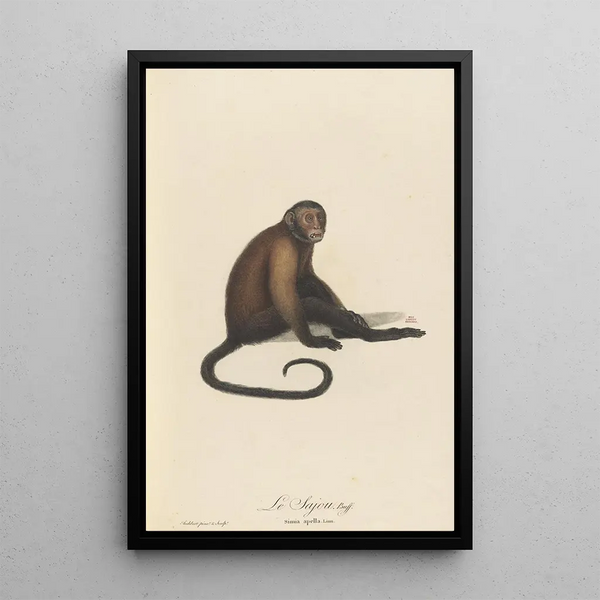Le Sajou - Jean-Baptiste Audebert — framed artwork on a wall