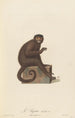 Le Sajou varié a - Jean-Baptiste Audebert — artwork view