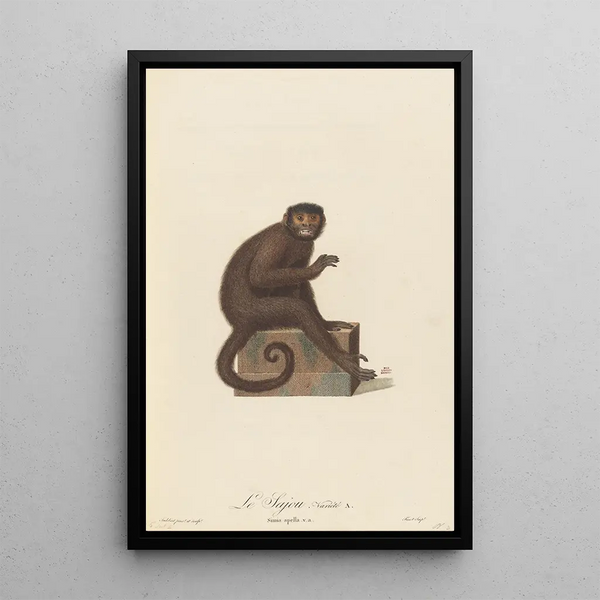 Le Sajou varié a - Jean-Baptiste Audebert — framed artwork on a wall